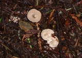 Clitocybe sclerotoidea image
