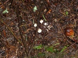 Clitocybe sclerotoidea image