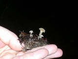 Clitocybe sclerotoidea image