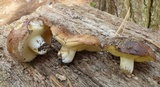 Suillus brevipes image