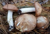 Suillus weaverae image