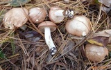 Suillus weaverae image