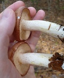 Suillus weaverae image