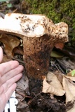 Polyporus radicatus image