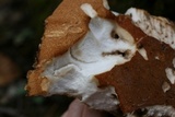 Polyporus radicatus image