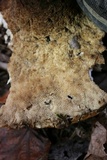Polyporus radicatus image