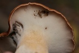 Polyporus radicatus image