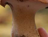 Polyporus radicatus image