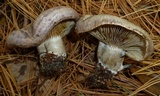 Lactarius chelidonium image