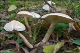 Tricholoma lascivum image