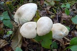 Tricholoma lascivum image