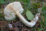 Tricholoma lascivum image