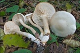 Tricholoma lascivum image