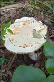 Tricholoma lascivum image