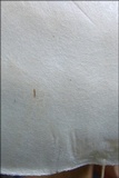Tricholoma lascivum image
