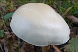 Tricholoma lascivum image