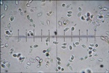 Tricholoma lascivum image