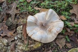 Pluteus petasatus image