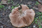 Pluteus petasatus image