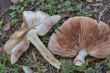 Pluteus petasatus image