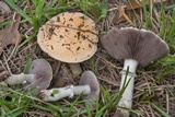 Stropharia coronilla image