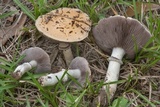 Stropharia coronilla image