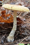 Amanita persicina image