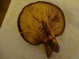 Tapinella atrotomentosa image