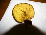 Tapinella atrotomentosa image