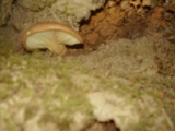 Tapinella atrotomentosa image