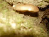 Tapinella atrotomentosa image
