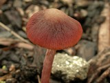 Psathyrella bipellis image