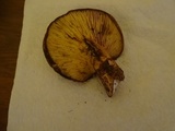 Tapinella atrotomentosa image