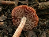 Psathyrella bipellis image