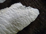 Antrodia albida image