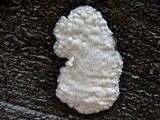 Antrodia albida image
