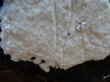 Antrodia albida image