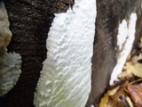 Antrodia albida image