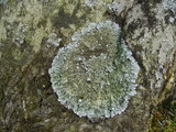 Pyxine sorediata image
