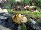 Phlebia radiata image