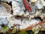 Phlebia radiata image