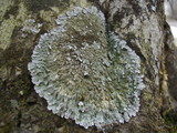 Pyxine sorediata image