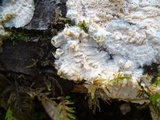 Phlebia radiata image