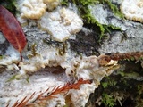 Phlebia radiata image