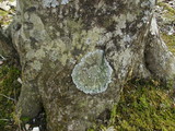 Pyxine sorediata image
