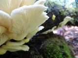 Pleurotus pulmonarius image