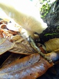 Pleurotus pulmonarius image