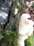 Pleurotus pulmonarius image