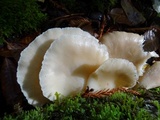 Pleurotus pulmonarius image