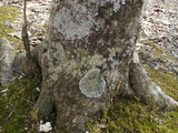 Pyxine sorediata image